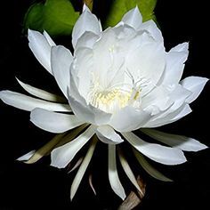 Epiphyllum Oxypetalum, Cactus For Sale, Night Blooming Flowers, Blooming Orchid, Orchid Cactus, Red Orchids, The Dark Night, Queen Of The Night, Night Flowers