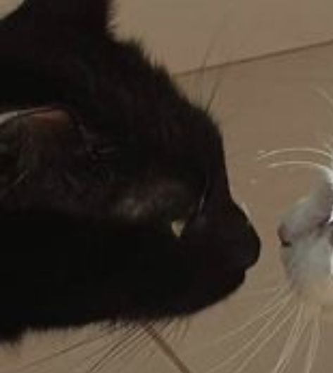 White Cat Matching Pfp, Cat Couple Pfp, Aesthetic Pets, Cat Matching Pfp, Matching Ideas, Matching Images, White And Black Cat, Easy Doodle, Cat Pfp