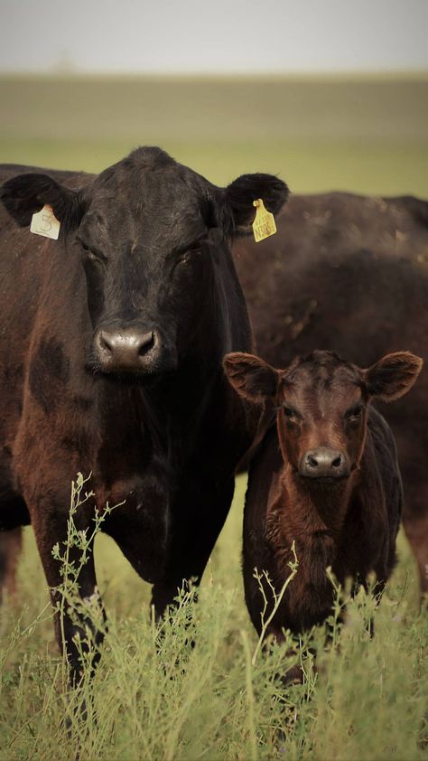 Mother Aberdeen Angus. Aberdeen Angus Cow, Aberdeen Angus Cattle, Black Angus Cows Pictures, Black Angus Cows, Cattle Pictures, Cattle Photography, Black Cows, Beef Cows, Angus Cows