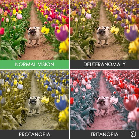 You’ll Be Amazed How People With Color Blindness See The World (10+ Pics) Pug In A Tulip Field Color Vision Deficiency, Blind Art, Eye Facts, Color Vision, Types Of Colours, Rainbow Roses, Tulip Fields, Color Blind, Flower Field