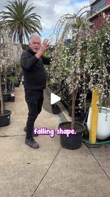 Hello Hello Plants on Instagram: "Is this not the most incredible tree you’ve ever seen?😍
Get yours here: https://www.thetutuguru.com.au/shop/weeping-cherry-snow-fountain-falling-snow/
#HelloHelloPlants #Melbourne #Australia #WeepingCherry #FallingSnow #FloweringTree" Weeping Cherry Tree Landscaping, Weeping Redbud Tree Landscaping, Cherry Weeping Willow Tree, White Weeping Cherry Tree, Snow Fountain Weeping Cherry, Weeping Cherry Tree, Weeping Cherry, Snow Tree, Falling Snow