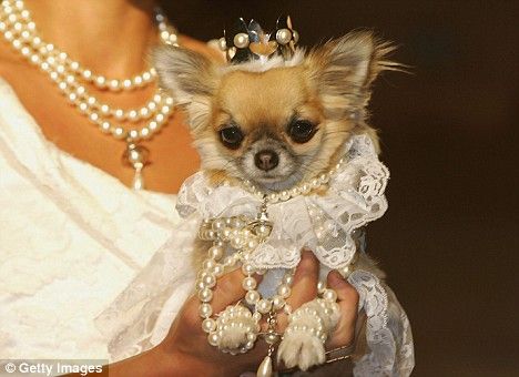 Victoria hoped she hadn't overdressed for her first playdate with George Alexander Louis. Chihuahua Dogs, Chihuahua Dress, Rich Dog, Cute Chihuahua, Being Held, Chihuahua Love, Pet Fashion, Chihuahua Puppies, National Day