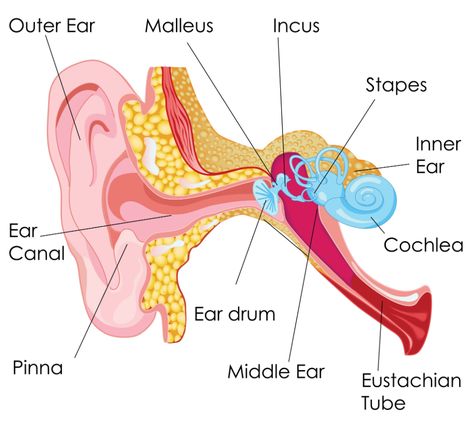 Demystifying the Ear Canal: Consider Professional Ear Cleaning | RK Audiology Inner Ear Diagram, Human Ear Diagram, Human Ear Anatomy, Ear Diagram, Ear Structure, Reflexology Points, Ear Anatomy, How To Draw Ears, Brain Surgeon