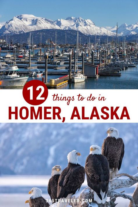 Homer Spit Alaska, Halibut Fishing Alaska, Brooks Falls Alaska, Alaska Fishing Trip, Homer Alaska Things To Do In, Alaska Roadtrip, Alaska Honeymoon, Alaska Family Vacation, Alaskan Summer