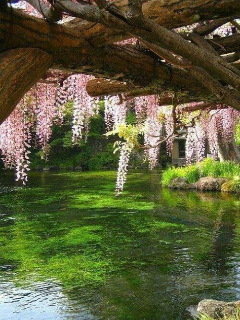 Flowers hanging over bridge Wisteria Arbor, Japan Photo, Garden Cottage, Green And Pink, Dream Garden, Japanese Garden, Wisteria, The River, Beautiful World