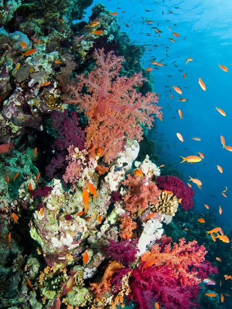 Learn the risks our world's coral reefs are facing and what they mean for our future and the future of the ocean. Marine Biology, Coral Reefs, Beautiful Underwater, Fauna Marina, Ocean Floor, Photographie Inspo, On The Ocean, Ocean Vibes, Ocean Creatures