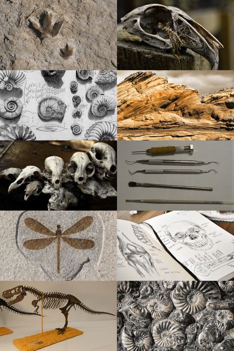 Biological Anthropology Aesthetic, Paleocore Aesthetic, Evolution Aesthetic, Paleontology Aesthetic, Anthropology Art, Branches Of Biology, History Major, Dinosaur Skeleton, Prehistoric Animals