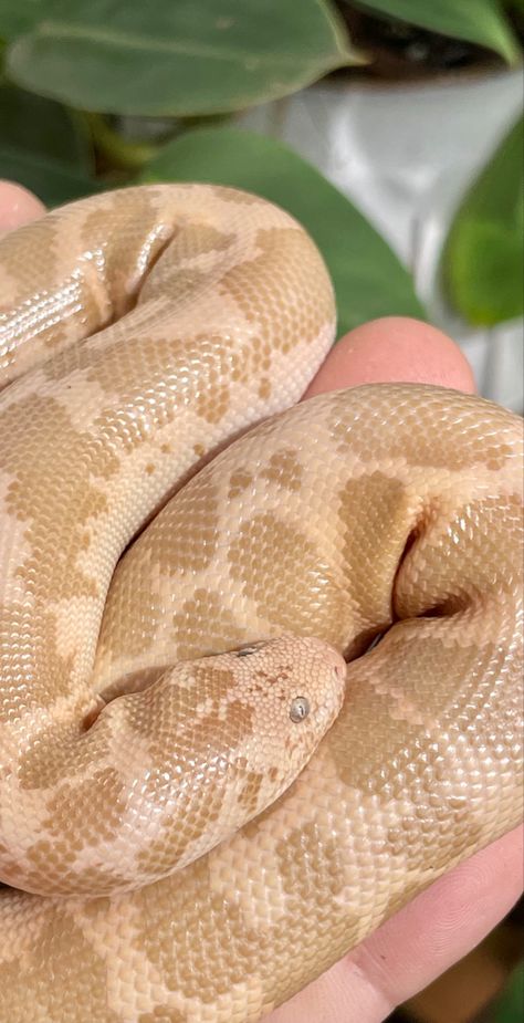 Our beautiful Kenyan sand boa, Goldilocks #snake #sandboa #reptile Kenyan Sand Boa Morphs, Snake Moodboard, Kenyan Sand Boa, Sand Snake, Dream Snake, Snake Tank, Cool Snakes, Pretty Snakes, Fantasy Life