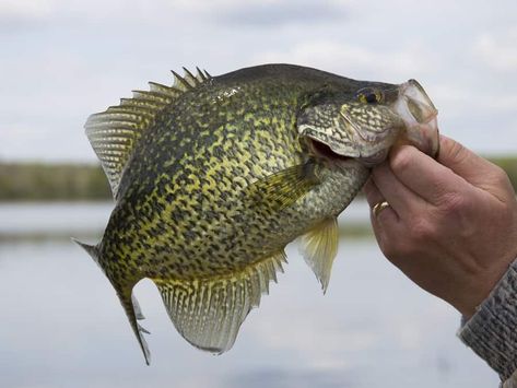 Best Water Temperatures for Crappie Fishing (Complete Guide) - Freshwater Fishing Advice Best Fish For Aquaponics, How To Catch Crappie, Walleye Fishing Tips, Crappie Fishing Tips, Fishing Umbrella, Walleye Fishing, Crappie Fishing, Fish Farming, Lake Fishing