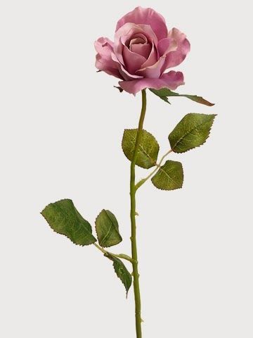 Small Rose Photography, Rose Spray, Rose Plant, Open Flower, Open Rose, Single Rose, Spray Roses, Rose Photography, Dusky Pink