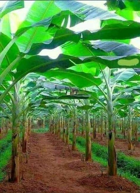 Garden Watering System, Tropical Garden Design, Backyard Garden Layout, Farm Layout, Vegetable Garden Planning, Market Garden, Banana Tree, Veg Garden, Farm Design