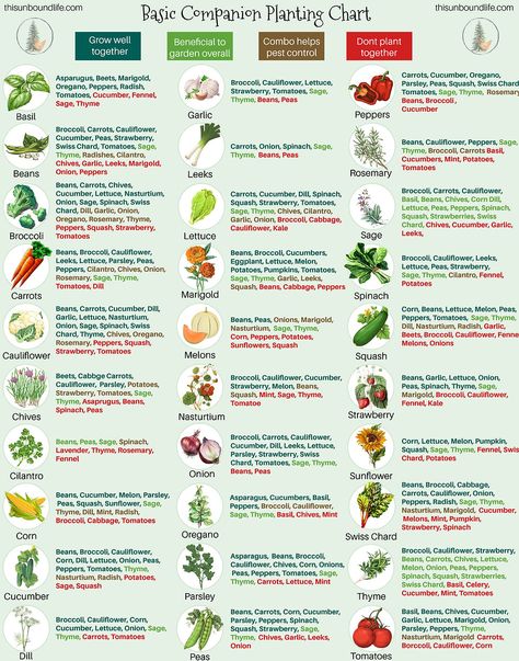 Companion Planting Guide, Companion Planting Chart, Companion Planting Vegetables, Companion Gardening, Garden Companion Planting, Tattoo Plant, When To Plant Vegetables, Vegetable Garden Planning, Garden Planner