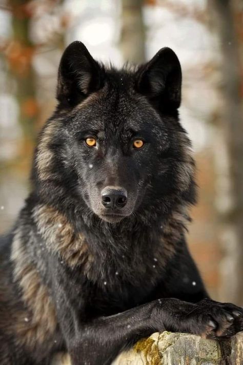 Black Wolf Photography, Largest Wolf, Wolf Clothing, Wolf Images, Wolf Photography, Wolf Stuff, Wolf Artwork, Wolf Photos, Wolf Spirit Animal