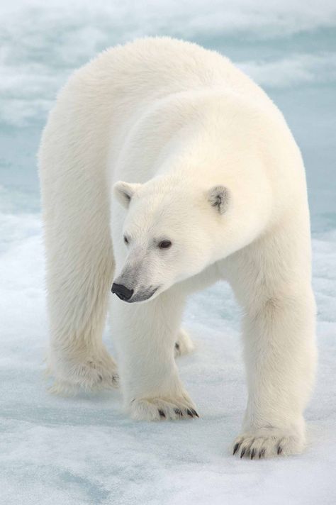 Polar Bear taken in the Arctic on the Ice Flows | by Andy Silver Polar Bear Images, Kodiak Bear, Animals Tattoo, White Polar Bear, Bear Pictures, Arctic Animals, Majestic Animals, White Bear, Bear Art