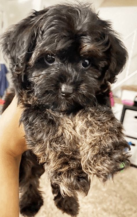 Yorkie Poo For Sale, Male Yorkie, Yorkie Poo Puppies, Yorkie Poodle, Bengal Kitten, Doodle Puppy, Pointed Ears, Dog Patch, Yorkie Poo