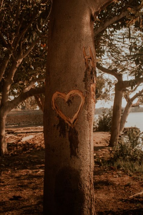 Heart Carved In Tree, Tree Carving Initials, Love Heart Symbol, Tv Aesthetic, Tree Of Love, 1989 Tv, Picture Tree, Tree Lover, Carved Heart