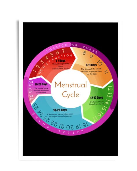 This is an infographic detailing what happens to the uterus day to day. also explains the 4 different phases of the menstrual cycle. Period Stages, Bio Project, Menstrual Cycle Phases, Menstruation Cycle, The Menstrual Cycle, 17 Day, Day To Day, To Day, Cover Pages