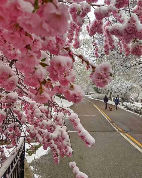 blogTO on Instagram: “Snow covered cherry blossoms 🌸❄️ #Toronto #TorontoOntario #TorontoCanada #Ontario #Canada #Snow #April #Spring #CherryBlossoms…” Vanilla Flavored Desserts, Toronto Snow, Cherries In The Snow, Canada Snow, Toronto Ontario, Vanilla Flavoring, Toronto Canada, Ontario Canada, Cherry Blossoms