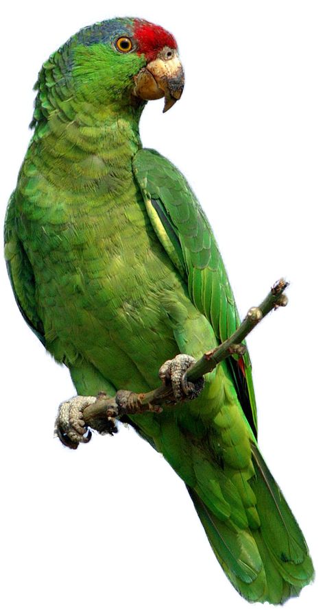 Parrot Png, Pirate Pictures, Green Picture Frames, Green Parrot, Parrots Art, Green Bird, Parrot Bird, Picture Illustration, Bird Pictures