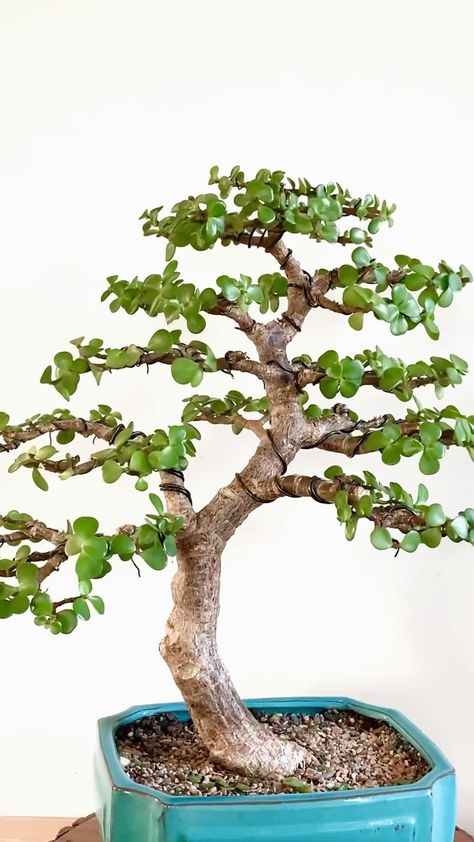 Jade Plant Bonsai, Bonsai Fruit Tree, Jade Bonsai, Grafting Plants, Bonsai Forest, Japanese Garden Landscape, Bonsai Tree Types, Bonsai Ideas, Bonsai Tree Care