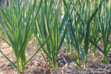 garlic varieties growing in the garden Garlic Plants, Different Types Of Garlic, Curing Garlic Bulbs, Garlic Varieties, Baking Garlic Bulb, Easy Vegetables To Grow, Garlic Bulb, Healthy Vegetables, Growing Food