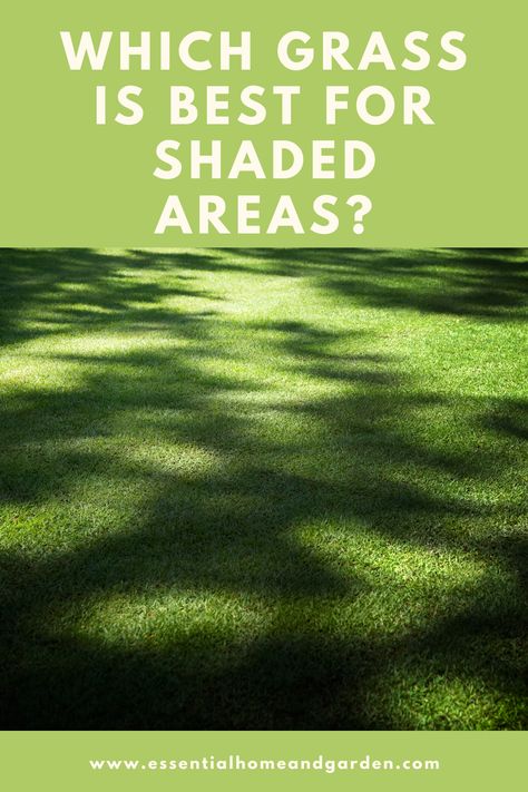 Garden Grass Ideas Lawn, Shade Area Landscaping, How To Grow Grass In Shade, Grass That Grows In Shade, Shade Grass Lawn, Grass For Shaded Yard, Tall Fescue Grass Lawn, Rye Grass Lawn, Types Of Grass For Lawn