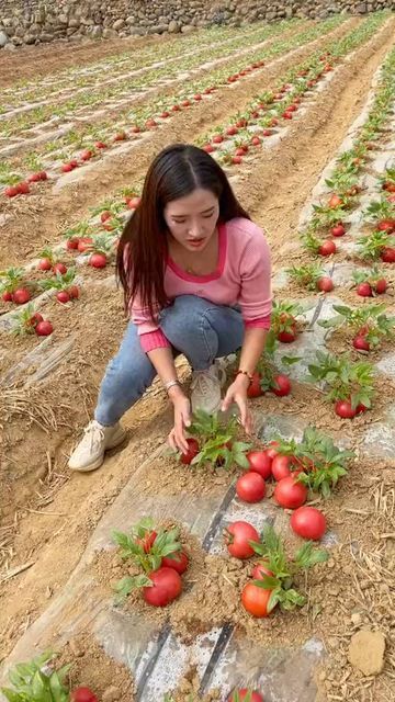 Wedding Flow, Tomato Food, Fruit World, Tips For Growing Tomatoes, Fruit Christmas Tree, Landscaping Florida, Fruit Fresh, Landscaping Simple, Vegetable Garden Planning