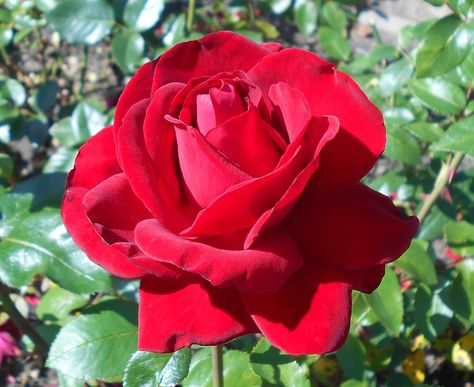 Red Rose Bush, Hybrid Tea Rose, It Training, Make Life Easier, Rose Bush, Tea Rose, Red Rose, Roses, Tea