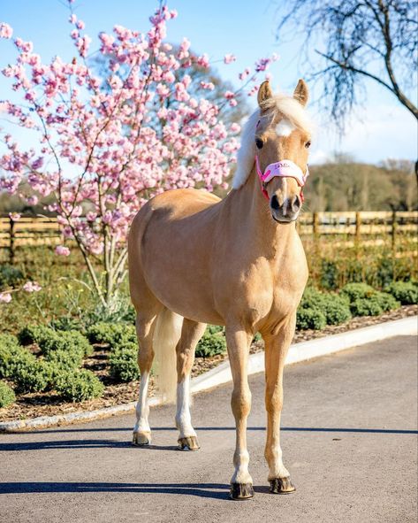 Popcorn, Harlow White, Cute Horse Pictures, Cute Horses, Horse Pictures, Beautiful Horses, Horse Riding, Next Week, Feel Good Videos