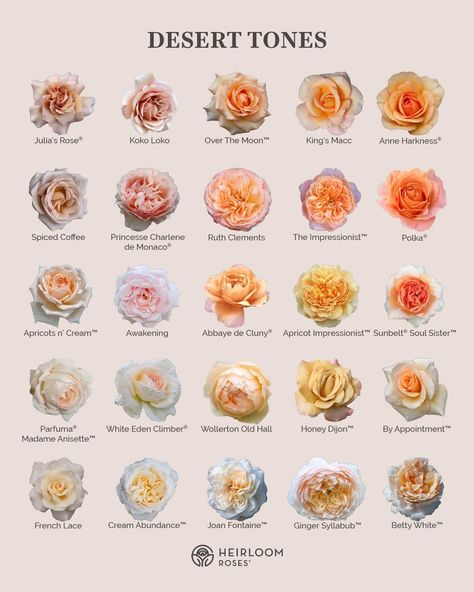 Roses Types, Pink Flower Names, Desert Tones, Rose Garden Design, Flower Varieties, Flower Identification, Heirloom Roses, Rose Varieties, Flower Guide