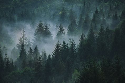 Mystical mist | by Arianna Ceccarelli Photography Twilight Aesthetic Laptop Wallpaper, Twilight Desktop Wallpaper Hd 1080p, Twilight Aesthetic Macbook Wallpaper, Twilight Core Aesthetic Wallpaper Laptop, Forks Aesthetic Twilight, Twilight Wallpaper Laptop, Arianna Core, Twilight Landscape, Twilight Forest