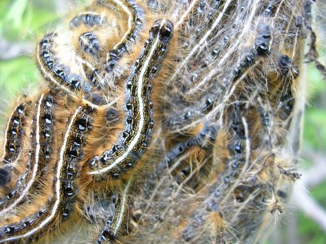 Eastern Tent Caterpillar, Black Cherry Tree, Tent Caterpillars, Bad Bugs, Scott County, Life List, Plant Diseases, Tree Service, Peach Trees