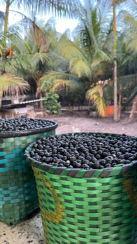 Amazonas Aesthetic, Açaí Aesthetic, Acai Tree, Acai Aesthetic, Brazil Culture, Acai Fruit, Brazil Travel, Belem, Tree Wallpaper