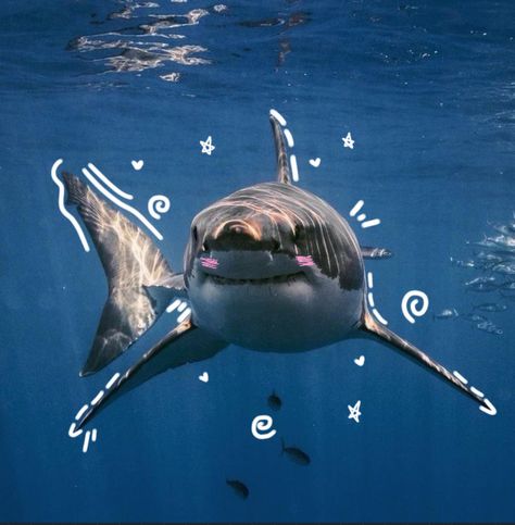 Cute doodle shark Cute Shark Doodle, Shark Wallpaper, Cute Shark Wallpaper, Underwater Wallpaper, Shark Wallpaper Iphone, Shark Doodle, Shark Meme, Shark Icon, Shark Background