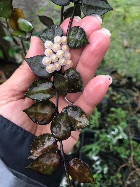 Hoya krohniana ‘Black Leaves’. Hoya Krohniana Black, Hoya Krohniana, Hoya Flowers, Rare Hoya, Hoya Plant, Plant Goals, Plant Wishlist, Crazy Plant Lady, Unusual Plants