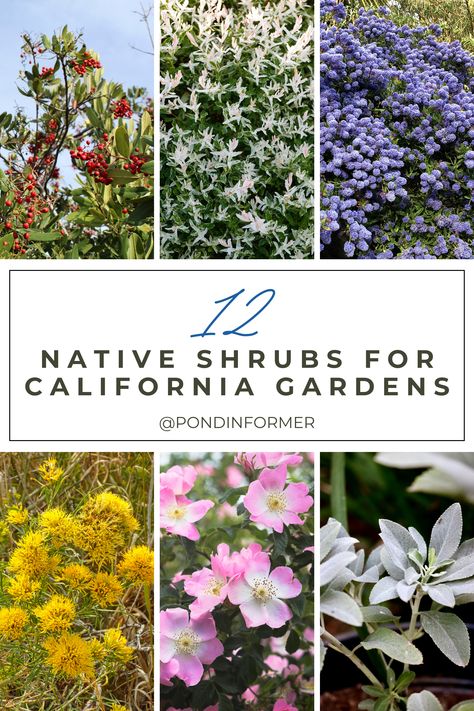 Elevate your California garden with the beauty of native shrubs! Explore our guide featuring 12 stunning native shrub species that perfectly complement the Golden State's unique climate and landscape. From vibrant blooms to drought-tolerant foliage, these plants bring the essence of California to your outdoor haven. #CaliforniaGardening #NativePlants #CaliforniaNativePlants #GardenTips #GardenShrubs #NativeShrubs #California Drought Tolerant Landscape Southern California, California Native Trees Front Yards, California Native Plants Front Yards, Native Garden California, Landscape Ideas Southern California, Northern California Native Landscape, Southern California Native Plants Landscapes, Southern California Plants, California Coastal Garden