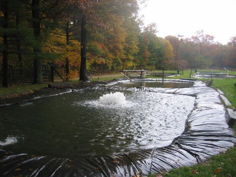 How small can a trout pond be? | Types of fish to choose | Pond ... Building A Fish Pond, Backyard Fishing Pond, Fishing Pond Ideas, Dam Ideas, Creek Landscaping, Trout Pond, Pond Building, Dreamy Backyard, Indoor Aquaponics