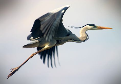 Symbolic Meaning of the Heron on Whats-Your-Sign Flying Heron, Heron Tattoo, Heron Art, Bird Canvas, Big Bird, Bird Pictures, Exotic Birds, Blue Heron, Sea Birds