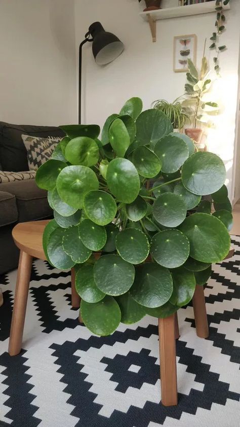 Pilea peperomioides Care | How to Grow Chinese Money Plant Chinese Money Plant Care, Fern Centerpiece, Money Plant Care, Angel Plant, Plant Centerpieces, Green Centerpieces, Orchid Planters, Pilea Peperomioides, Plant Parent