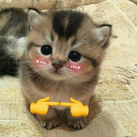 Shy Cat Aesthetic, Shy Cat Reaction, Shy Cat, ليلو وستيتش, Kitten Stickers, Cat Ball, Cute Stuff, Silly Cats Pictures, Cute Cats Photos