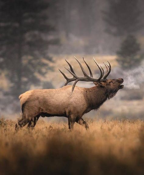 Archery Elk Hunting, Hunting Wallpaper, Elk Pictures, Elk Photography, Hunting Pictures, North American Wildlife, Bull Elk, American Animals, Elk Hunting