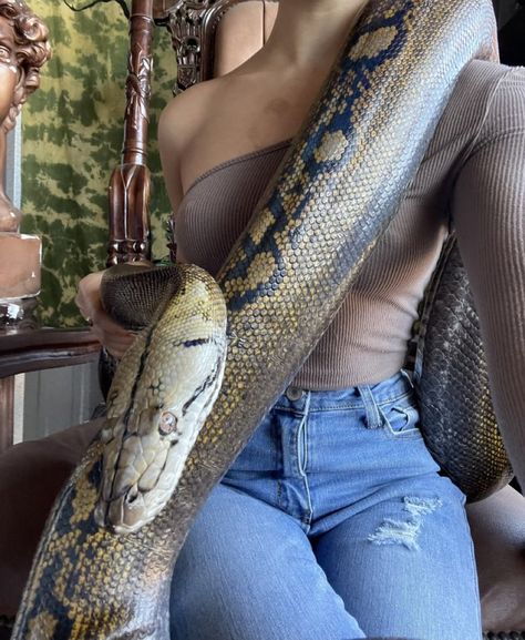 Big Pet Snake, Pet Snake Aesthetic, Big Snakes, Ball Python Pet, Snake Breeds, Baby Ball Python, Colorful Snakes, Pretty Snakes, Reptile Room