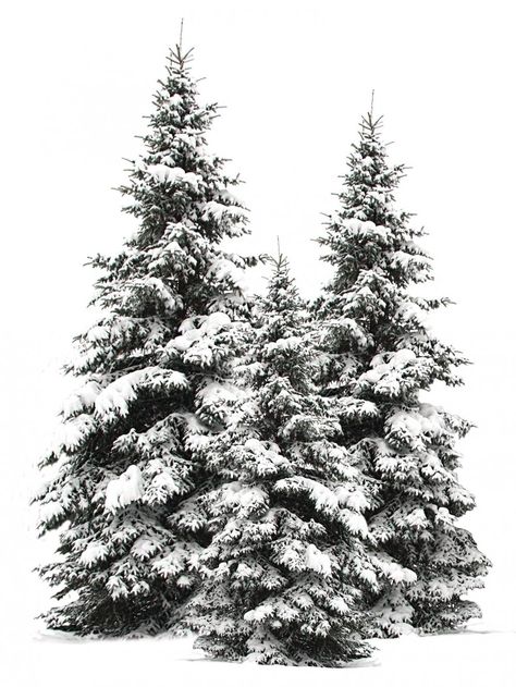 Pine Christmas Tree, Flocked Christmas Trees, Snowy Trees, What Is Christmas, Winter Scenery, Snow Scenes, Tree Drawing, Winter Pictures, Winter Trees