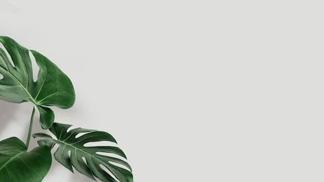 Plant Banner Aesthetic, Macbook Wallpaper Plants, Laptop Wallpaper Plants, Plant Background Aesthetic, Plant Wallpaper Desktop, Plant Desktop Wallpaper, Backgrounds Macbook, Background Macbook, Post Background