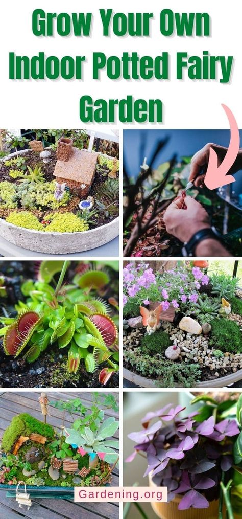 Diy Indoor Fairy Garden Ideas, Diy Indoor Fairy Garden, Diy Fairy Garden Ideas Indoor, Plants For A Terrarium, Inside Fairy Garden Ideas, How To Build A Fairy Garden, Container Fairy Garden Ideas, Indoor Fairy Gardens Diy, Fairy Garden Ideas Indoor