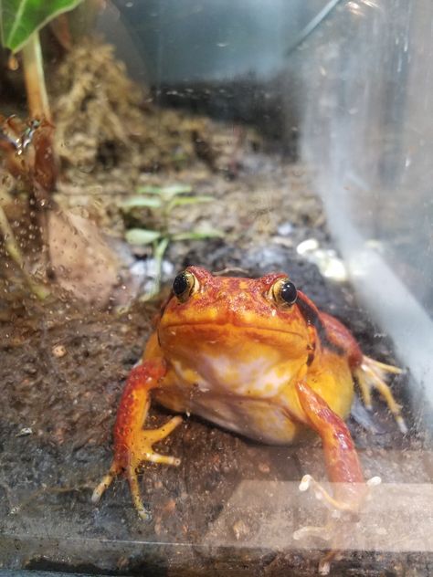 Tomato Frog, Frog Man, Frog Terrarium, Golden Tree, Starry Eyed, A Frog, Frog And Toad, Tree Frogs, Cute Frogs