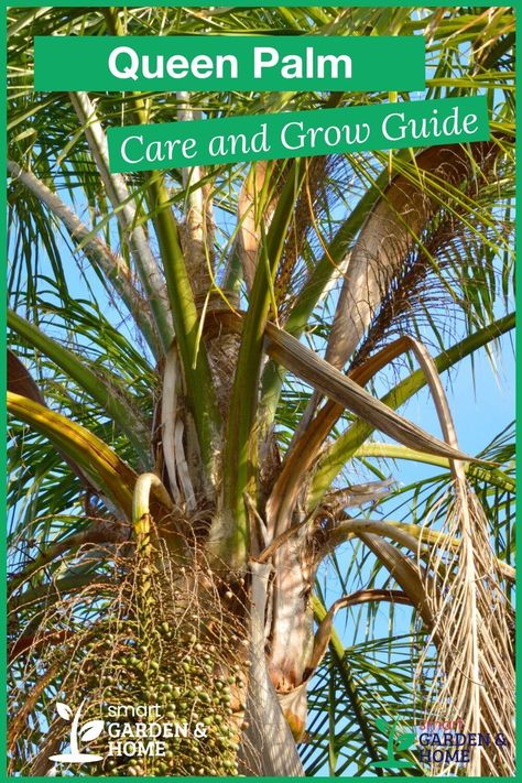 Queen Palm, Queen Palm Tree, Robellini Palm, Palm Plant Care, Palm Tree Care, Majesty Palm, Palm Tree Plant, Street Trees, Smart Garden