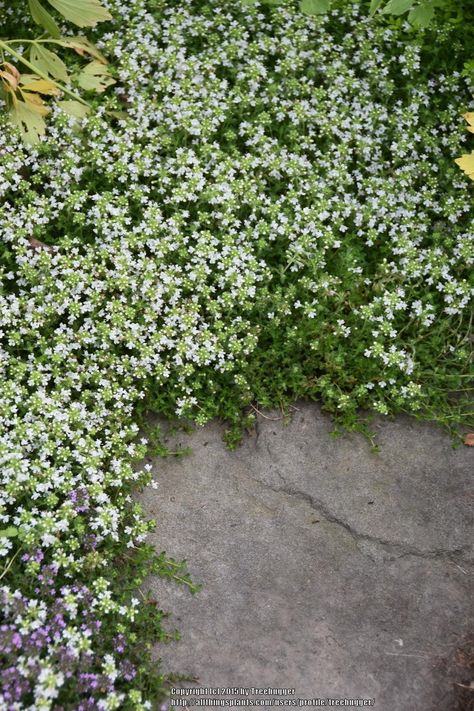 Photo of the entire plant of Creeping Thyme (Thymus serpyllum albus Slope Planting, Thyme Garden, Corner Landscaping, Thymus Serpyllum, Outdoor Landscape Design, Thyme Plant, White Flowering Plants, Perennial Ground Cover, Hydrangea Landscaping