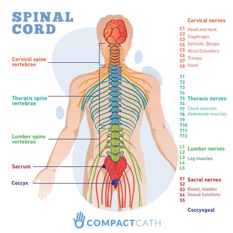 Spinal Cord Injuries and Neurogenic Bladders - CompactCath Spinal Cord Anatomy, Nerve Anatomy, Spinal Cord Injuries, Brain Nervous System, Basic Anatomy And Physiology, Spinal Nerve, Spinal Injury, Spine Health, Nerve Pain Relief