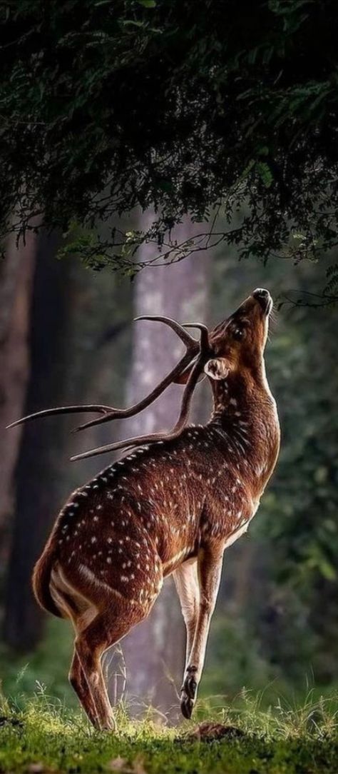 Deer Pictures, Most Beautiful Animals, Forest Creatures, Pretty Animals, Majestic Animals, Arte Inspo, A Deer, Wildlife Animals, Animal Planet